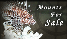 Fish Mounts for sale