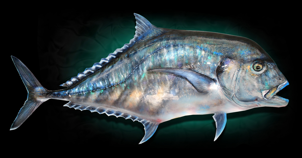 African Pompano Taxidermy Fish Replica Mount