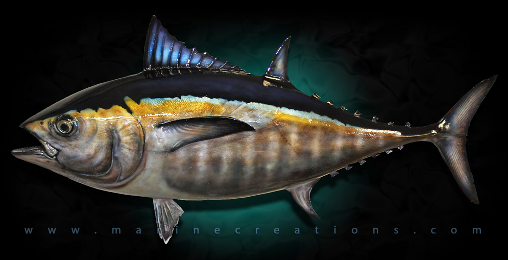 Blackfin Tuna Fish Replica Taxidermy Mount