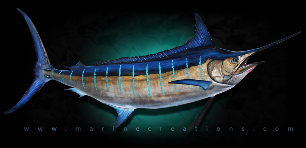 Blue Marlin Fish Mounts by Marine Creations Taxidermy