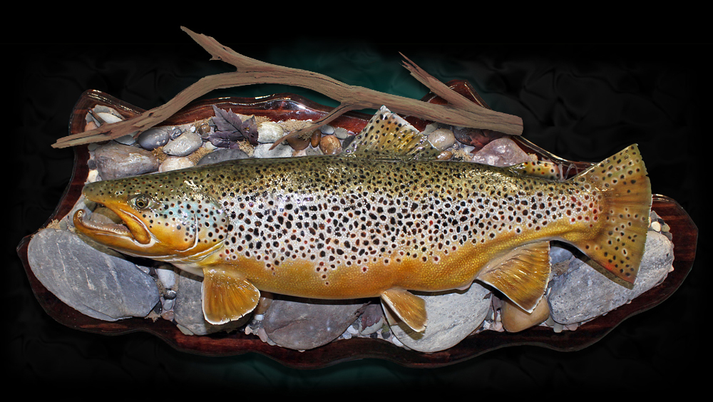 Brown Trout Taxidermy Fish 