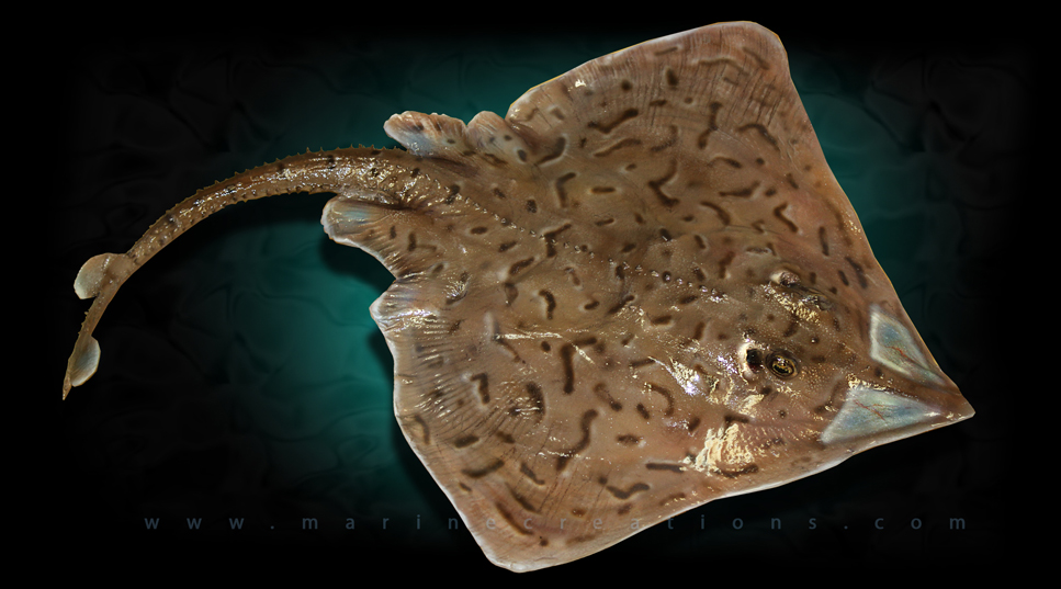 ClearNose Skate fish Mount Taxidermy Replicas