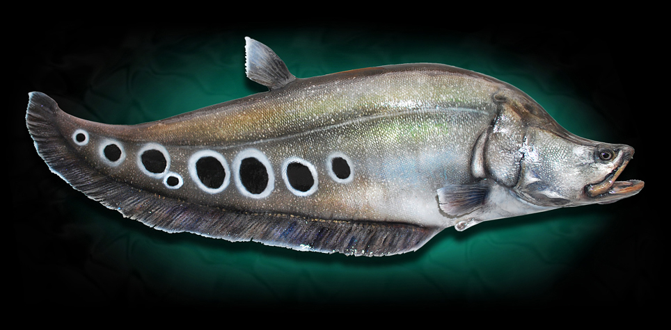 Clown Knifefish Fish mount Taxidermy replicas