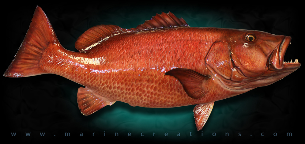 Taxidermy Cubera Snapper fish mount