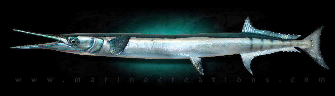 Houndfish fish replica mount by Marine Creations Taxidermy
