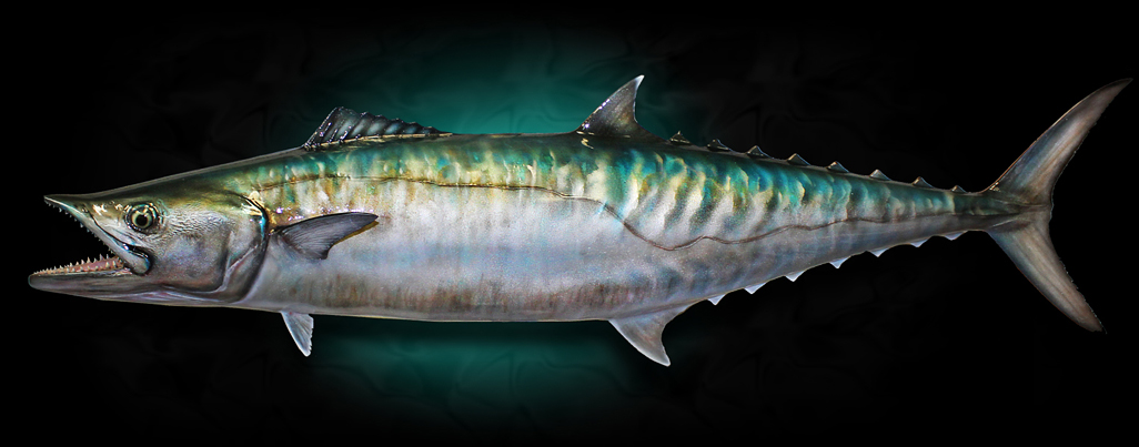 King Mackerel Fish Taxidermy Replica Mount