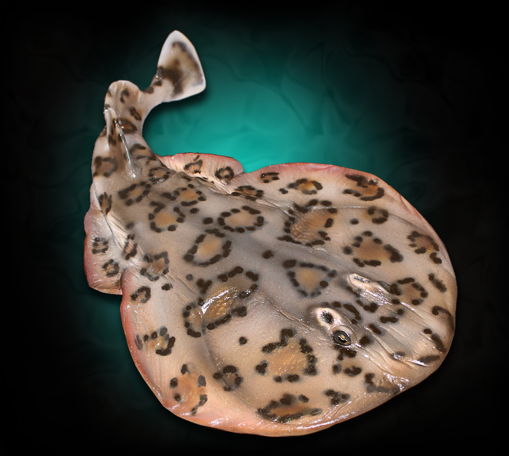 Lesser Electric Ray Taxidermy Fish Mount