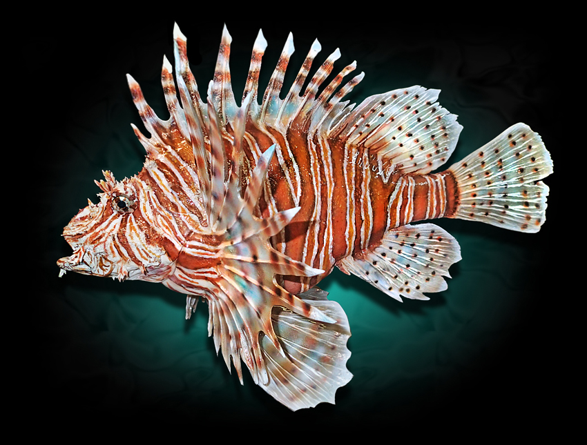 Lionfish fish mount replicas taxidermy