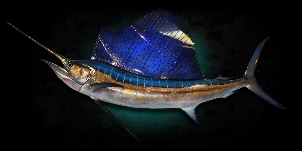 Pacific Sailfish Taxidermy Fish Replica Mount