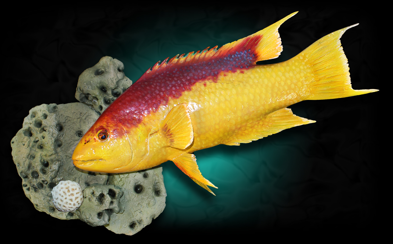 hogfish taxidermy fish mount