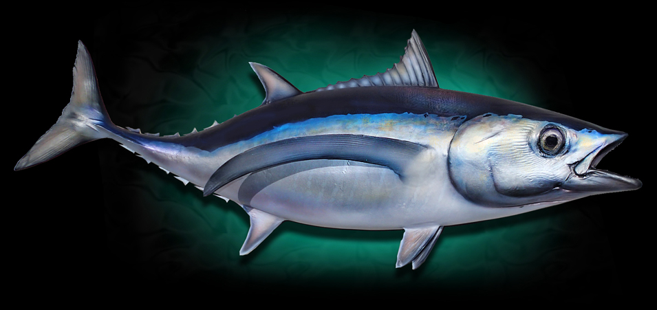Pacific Albacore Tuna Taxidermy Fish Mount