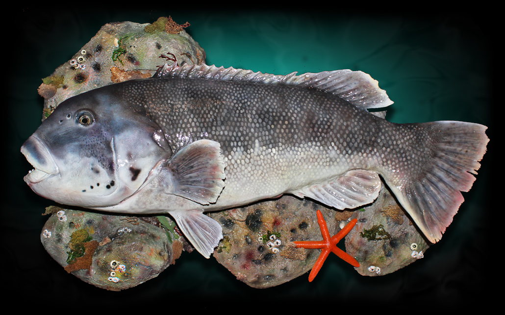 Taxidermy Blackfish / Tautog Fish Mount Taxidermy