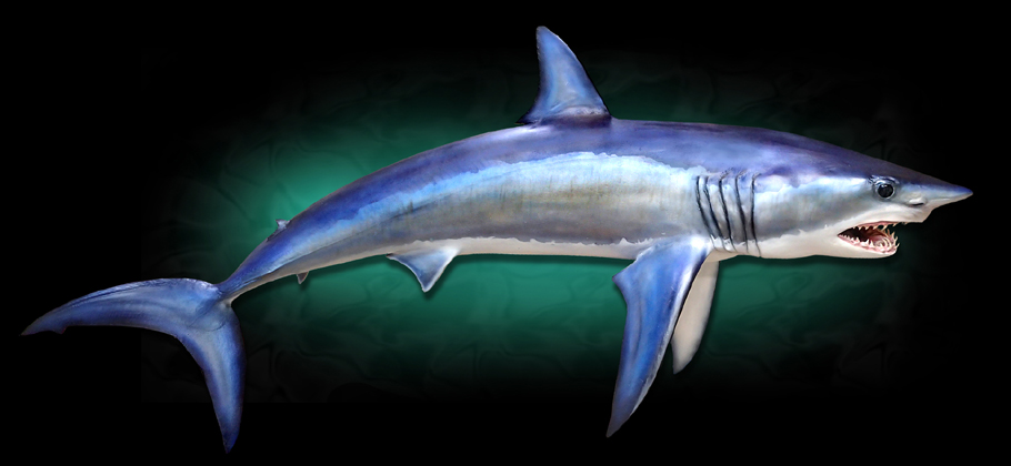 Taxidermy Mako Shark Replica Taxidermy Fish Mount