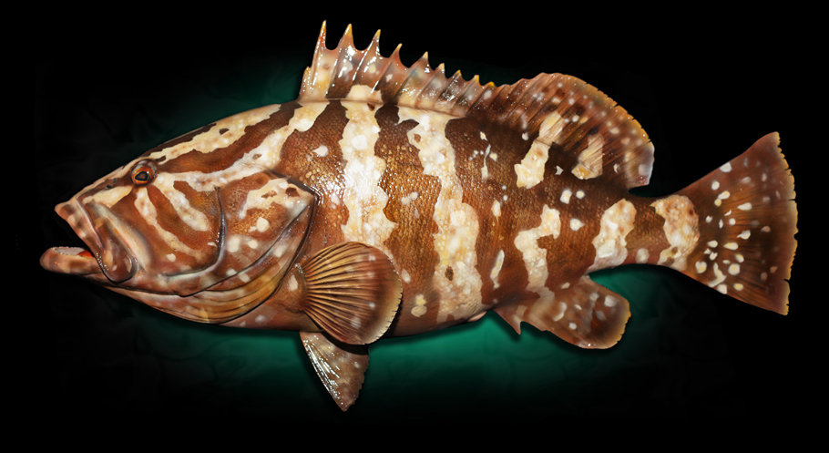 taxidermy grouper fish mount taxidermy
