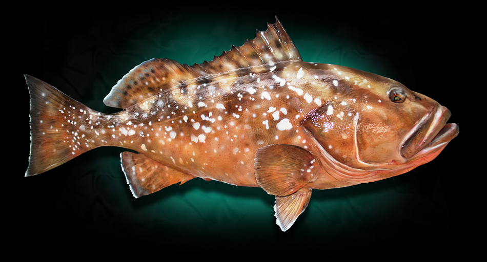 Red Grouper Taxidermy Fish Mount replicas