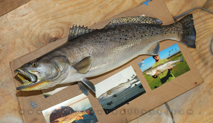 trout taxidermy