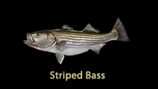 Striped Bass Replicas