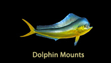 Dolphin Mahi replicas