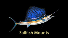 Sailfish Mount Fish Mounts