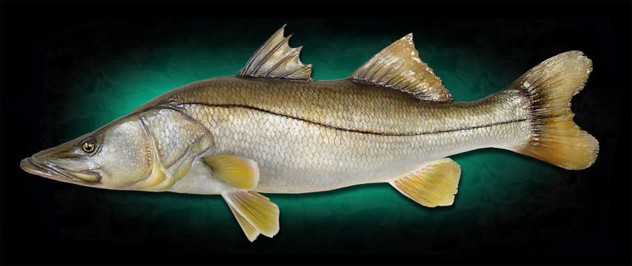 Snook fish replica Taxidermy Mount