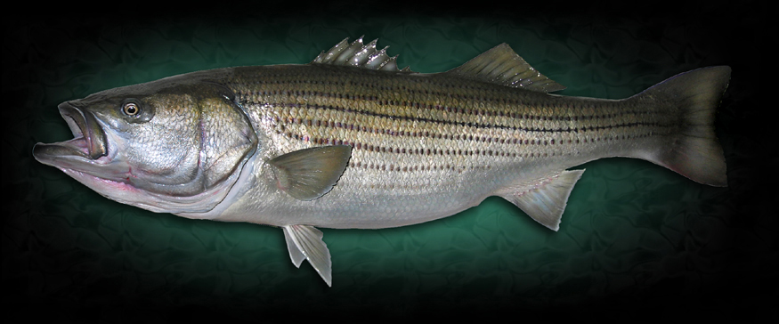 Striped Bass Mount Fish Taxidermy Replica