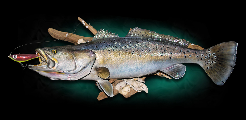 Spotted Sea trout mount taxidermy fish
