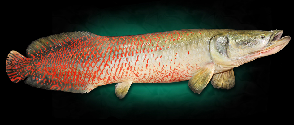 Arapaima Fish Mounts and Reproductions