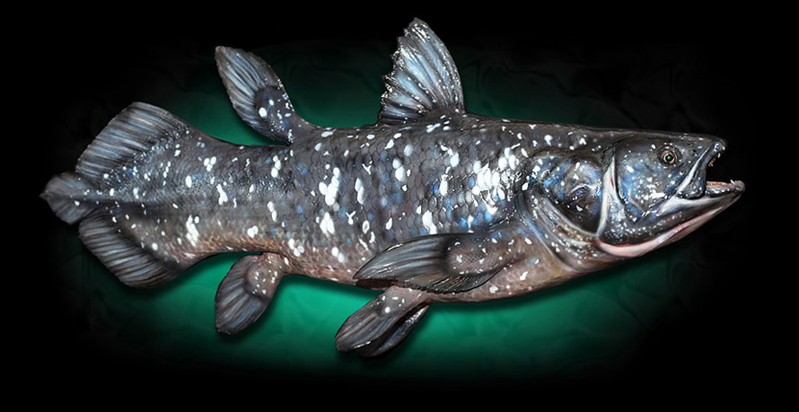 coelacanth model