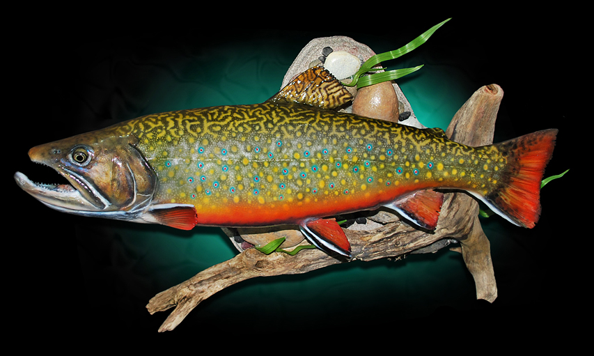 taxidermy brook trout