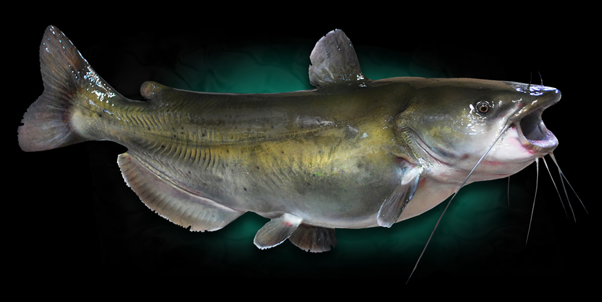 catfish replicas Fish Taxidermy Mount