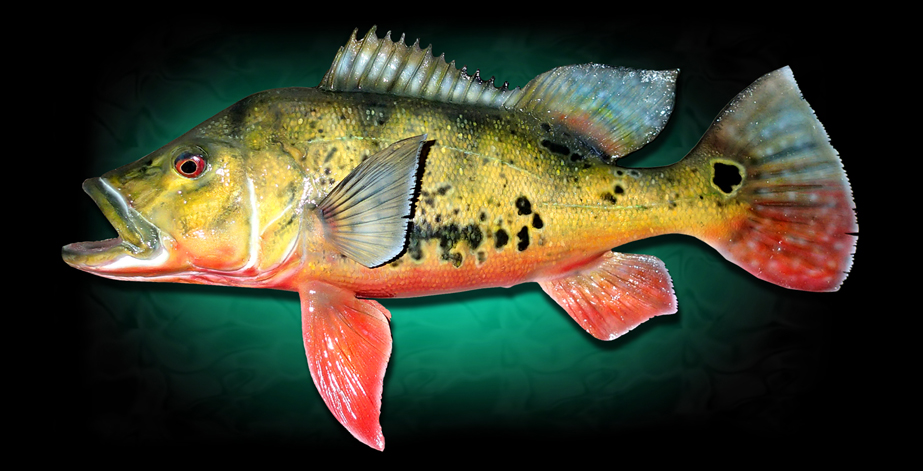 Taxidermy Peacock Bass Fish Mount 
