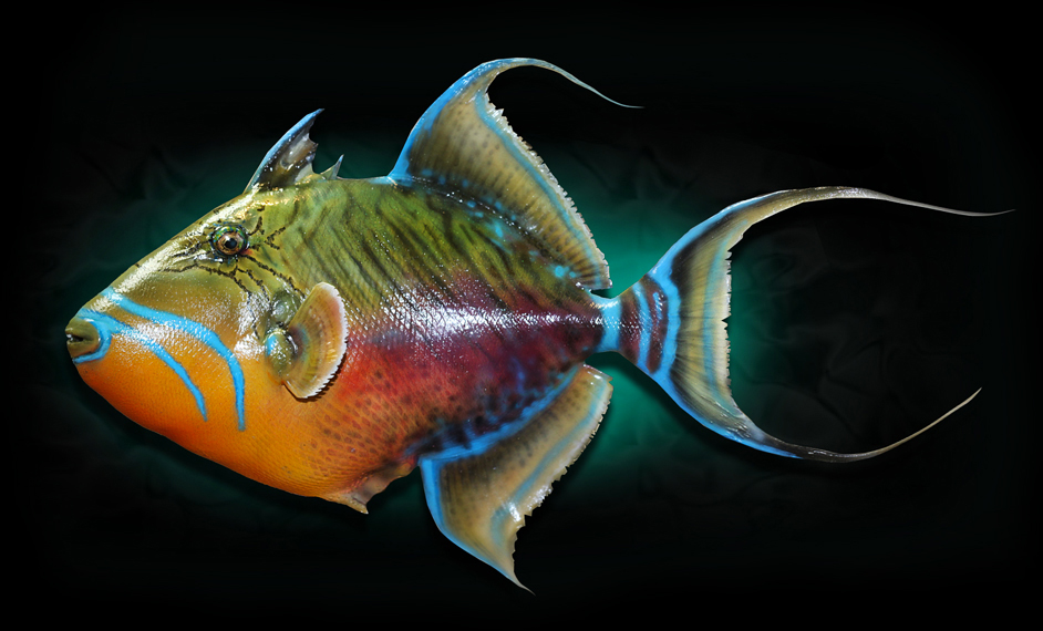taxidermy queen triggerfish