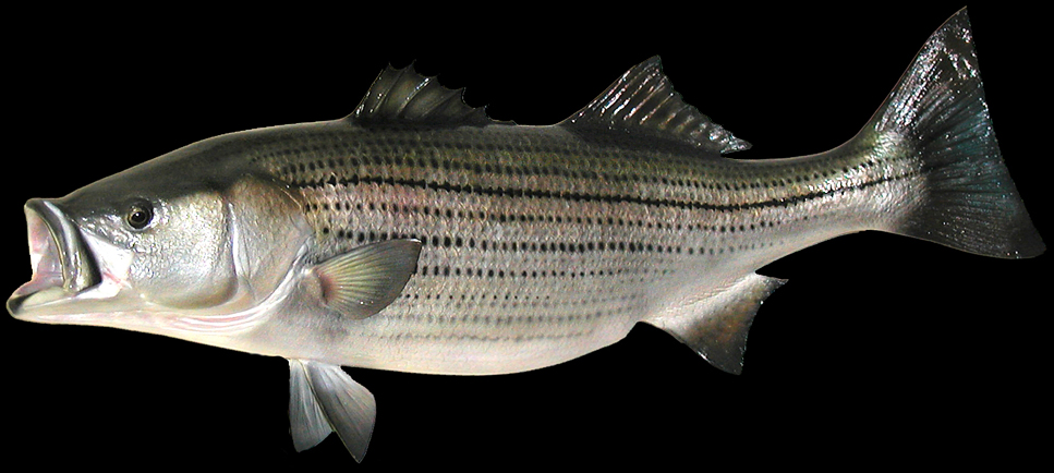 Striped Bass Taxidermy