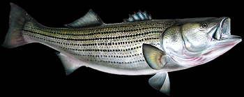 Striped Bass Fish Replicas