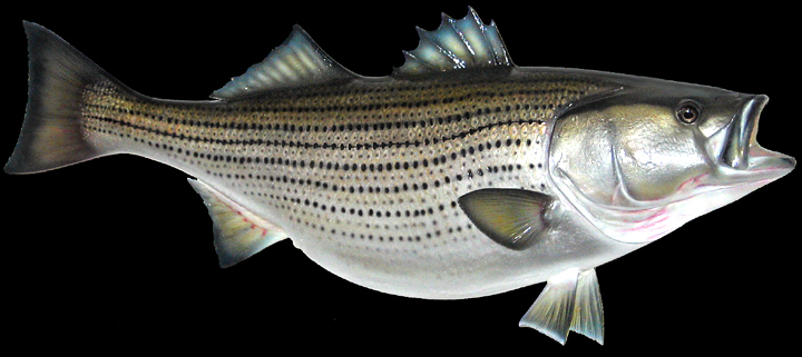 striped bass Long Island Taxidermist taxidermy