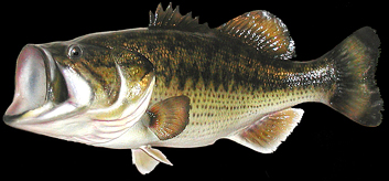 Largemouth Bass replicas