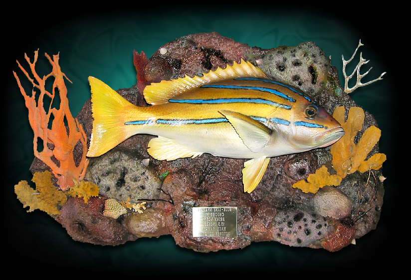 taxidermy fish replicas and mounts