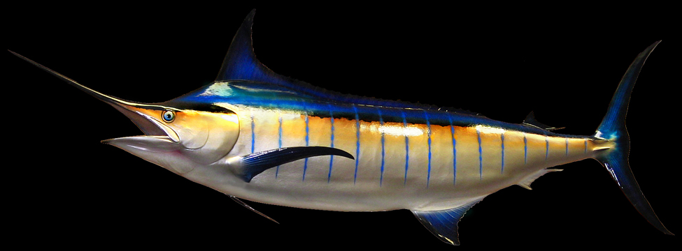 Blue Marlin Fish Replicas & Mounts by Marine Creations Taxidermy
