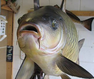 fiberglass fish mounts