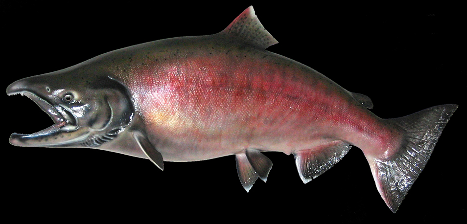 fishing planet unique chinook salmon alaska float