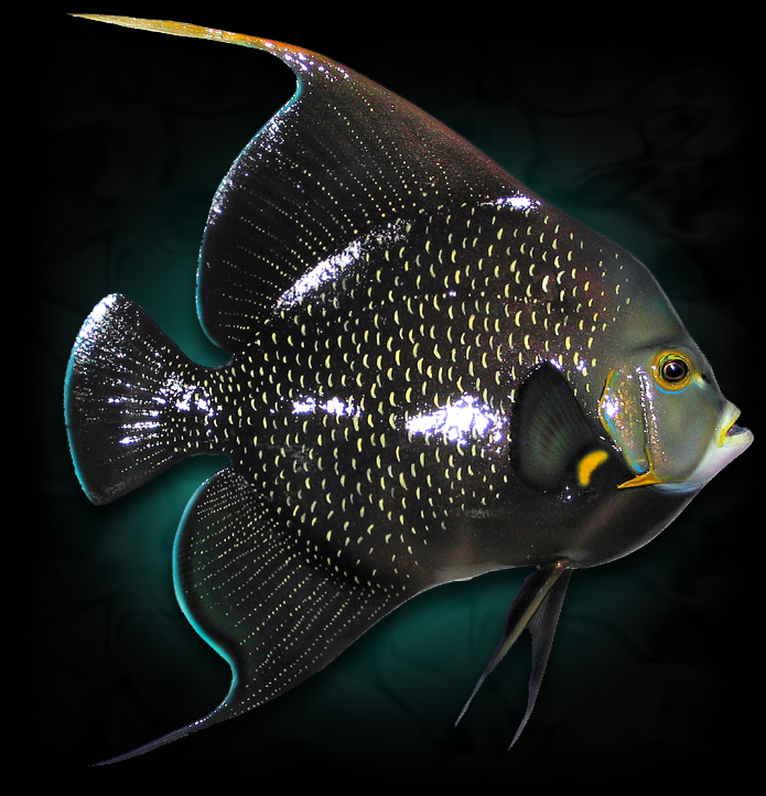 French Angelfish Fish Taxidermy Mount