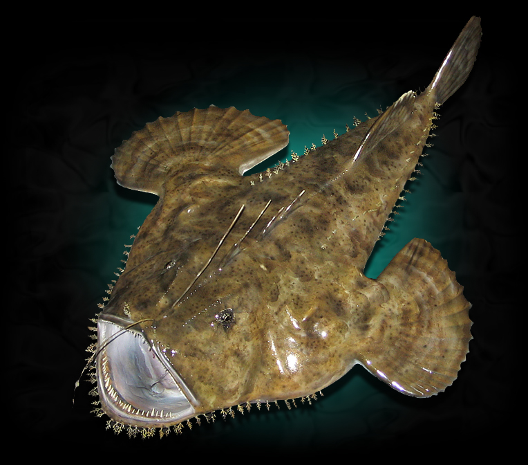 Goosefish fish mount taxidermy replica