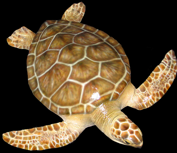sea turtle replicas 