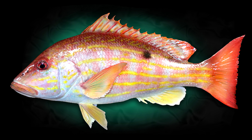 Taxidermy Snapper Fish