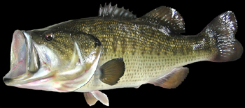 Record Large Mouth Bass Replica Mount