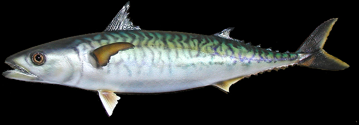 mackerel fish replicas