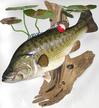 Largemouth Bass Fish Mounts by Marine Creations Taxidermy