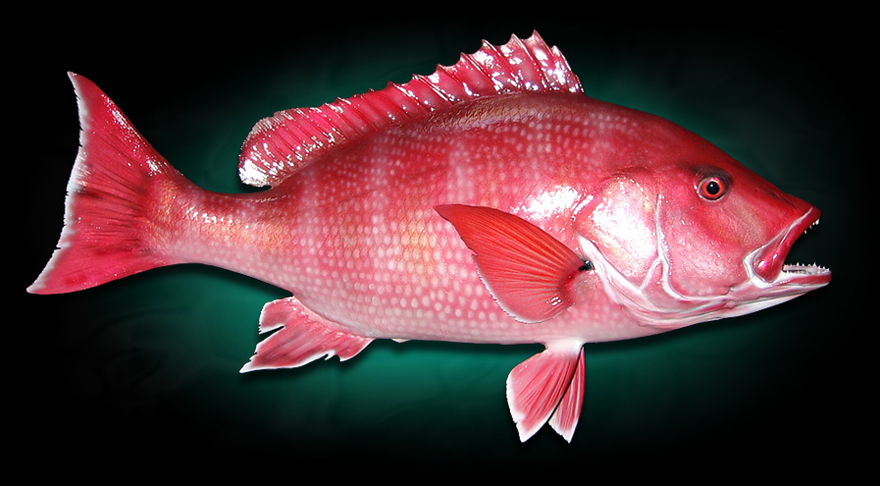 taxidermy red snapper fish mount