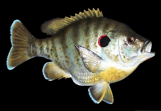 fishing planet unique redear sunfish