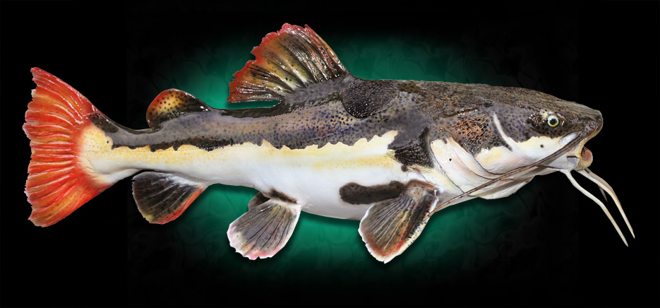 catfish taxidermy